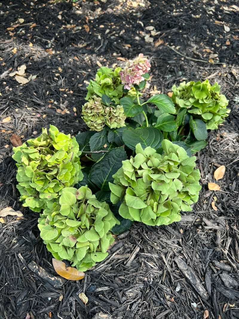 Some Bigleaf Hydrangeas Are Genetically Prone To Age Green Some Bigleaf Hydrangeas Are Genetically Prone To Age Green