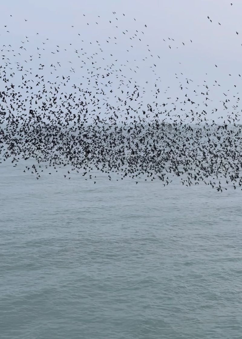 Some Birds Are Forming Flocks