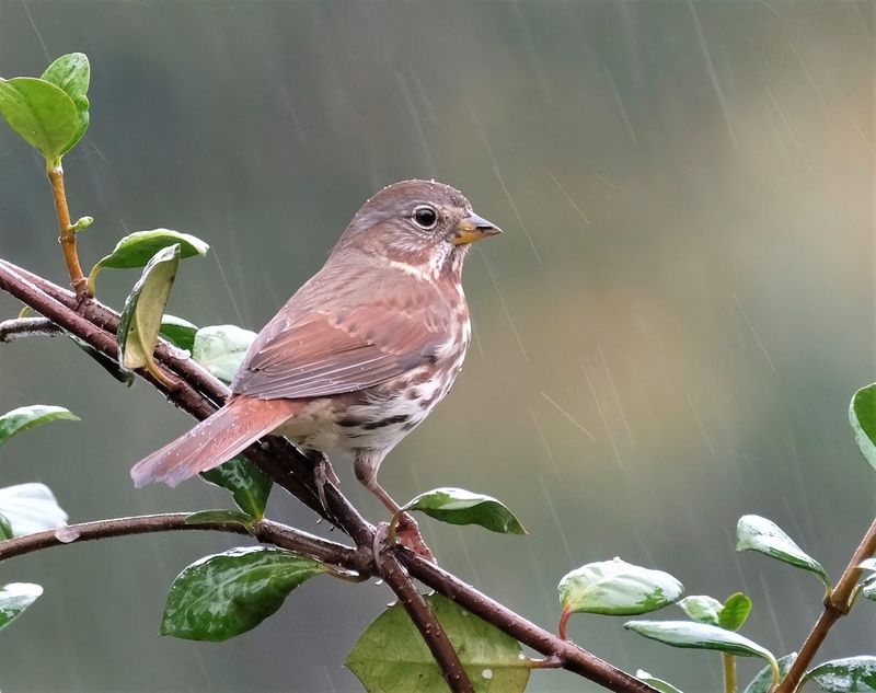 Some Birds May Increase Feeding As Air Pressure Falls Some Birds May Increase Feeding As Air Pressure Falls