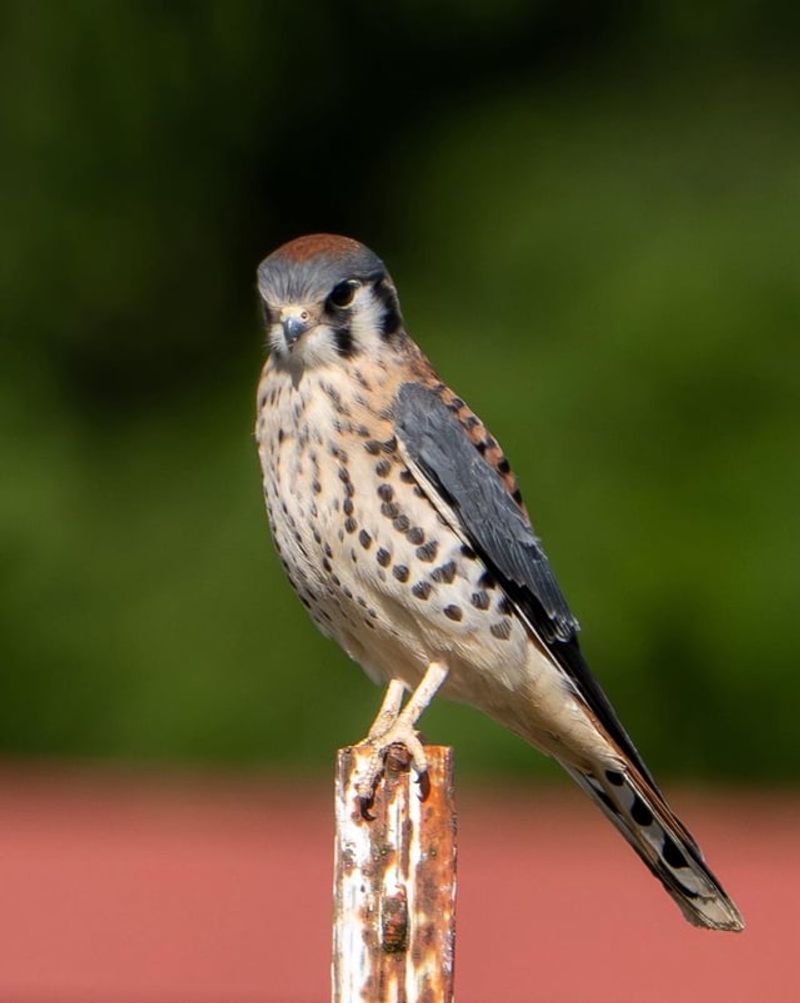 Some Birds Remain Through The Colder Months