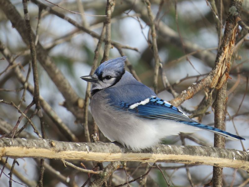 Some Blue Jays Stay Local While Others Move When The Seasons Change
