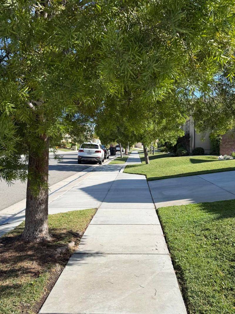 Some Cities Let Homeowners Handle Minor Pruning Some Cities Let Homeowners Handle Minor Pruning