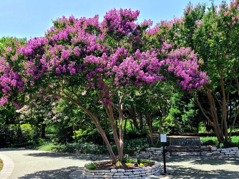 Some Crape Myrtles Rebloom Without Any Help Some Crape Myrtles Rebloom Without Any Help