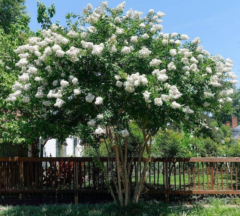 Some Cultivars Are Built For A Longer Flower Show