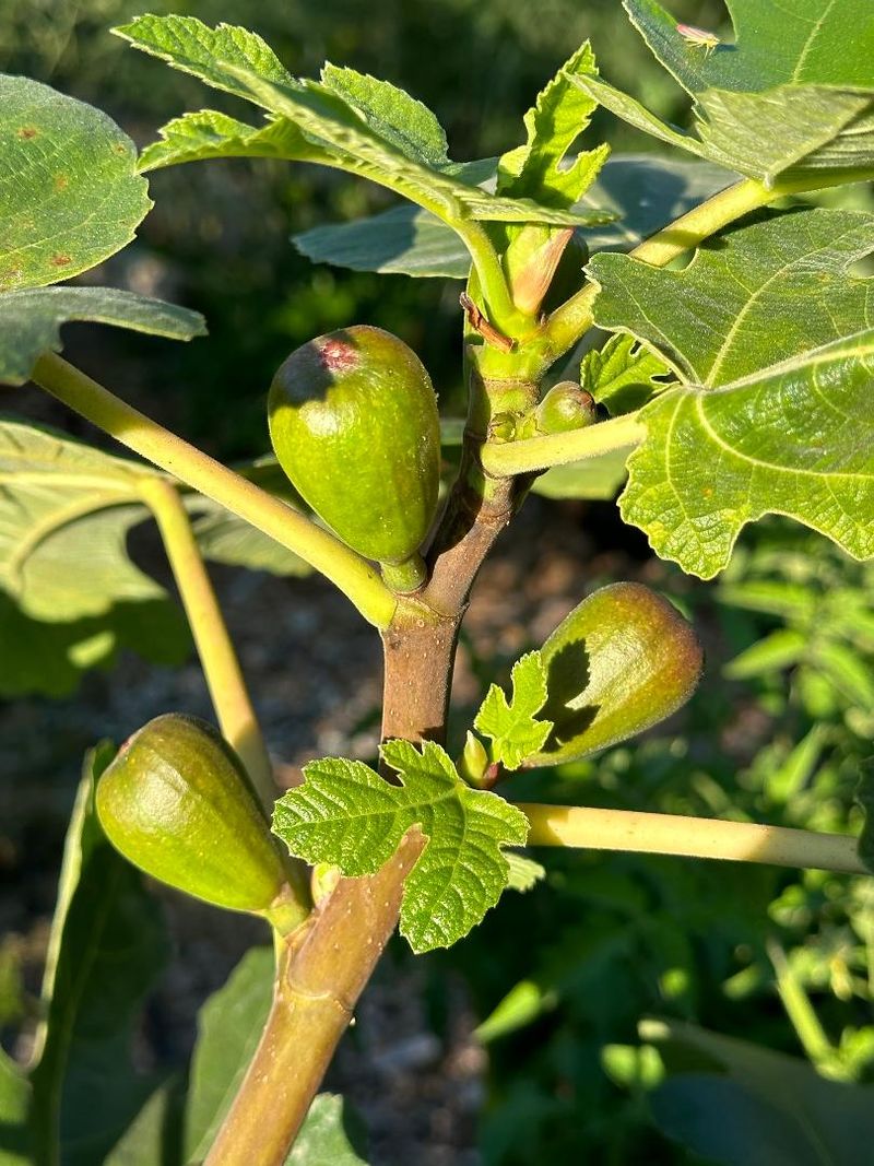 Some Early Figs Grow On Last Year's Wood