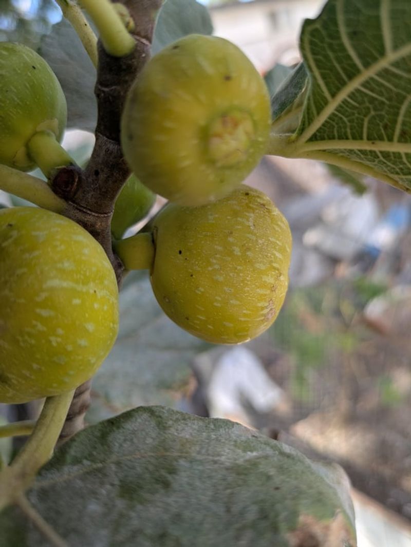 Some Fig Varieties Ripen Better In Oregon Than Others