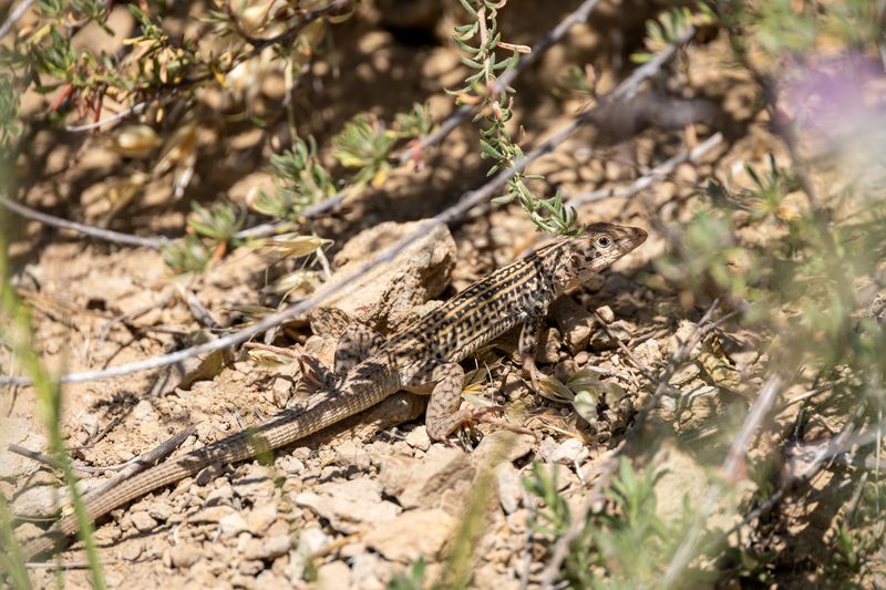 Some Holes Become Shelter From The Desert Heat
