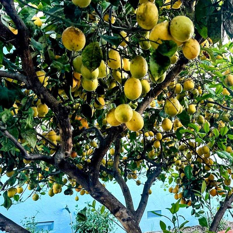 Some Meyer Lemons Ripen Unevenly On The Same Tree