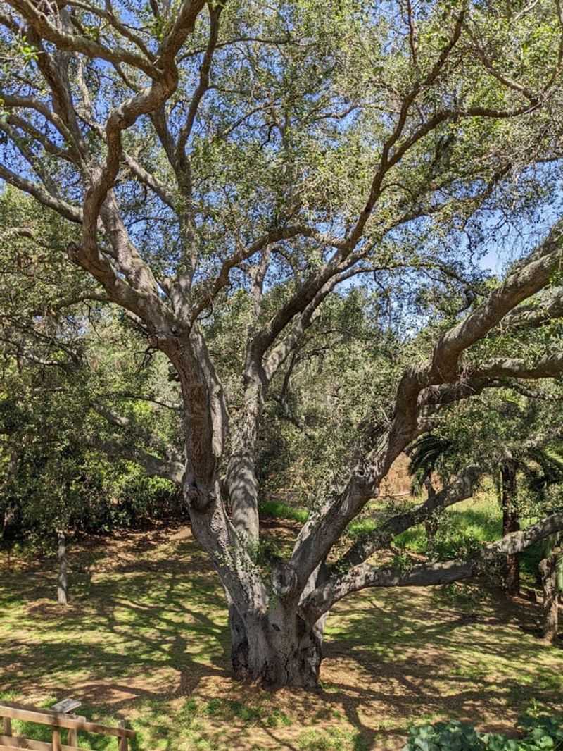 Some Oaks Are Protected Even On Private Property