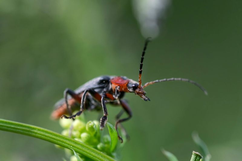 Some Of The Gathering Is About Mating Some Of The Gathering Is About Mating