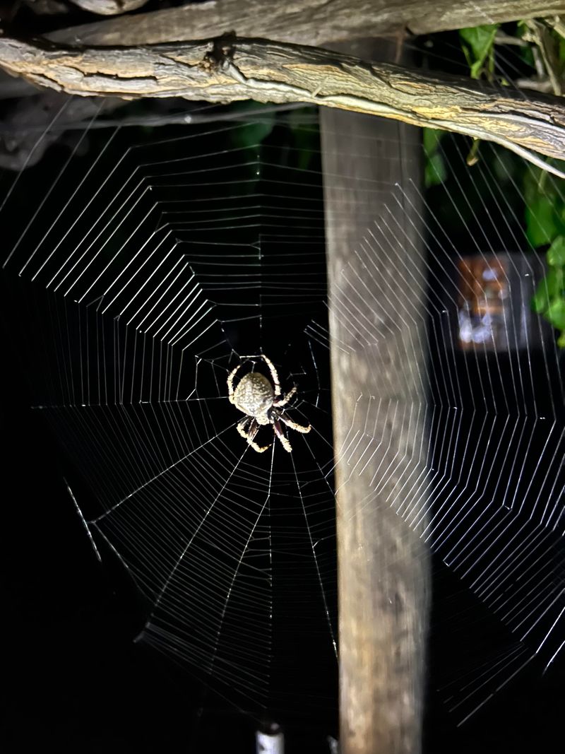 Some Orb Weavers Build Fresh Webs Again And Again