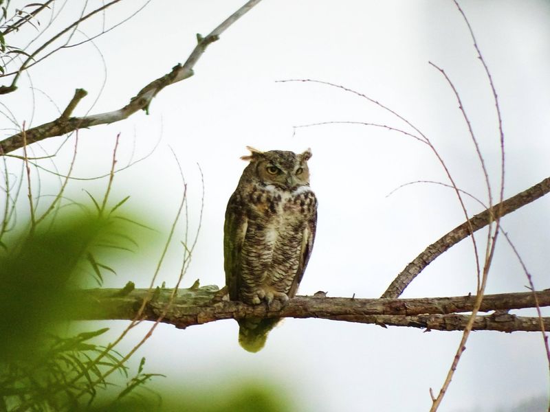 Some Owls Return To The Same Area Night After Night