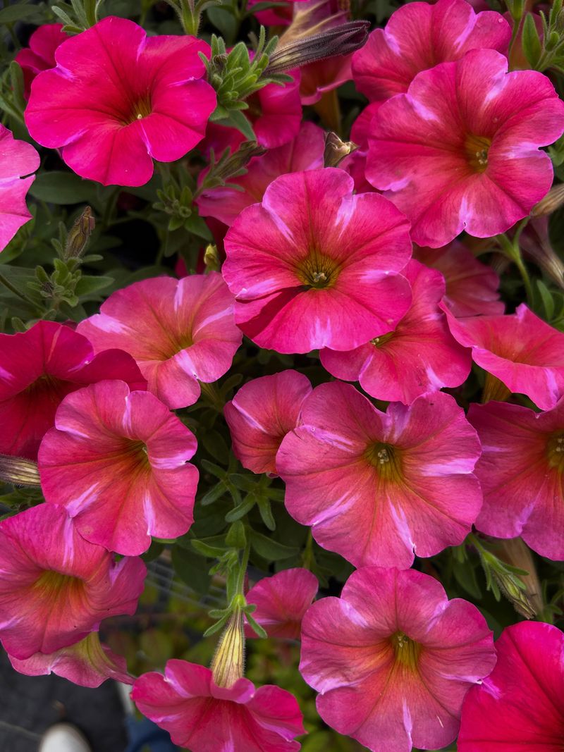 Some Petunias Are Stickier Than Others