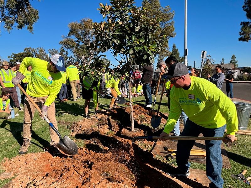 Some San Diego Neighborhoods Still Qualify For Free Street Trees Some San Diego Neighborhoods Still Qualify For Free Street Trees