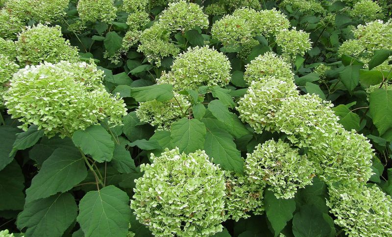 Some Smooth Hydrangeas Fade Back To Lime Green Some Smooth Hydrangeas Fade Back To Lime Green