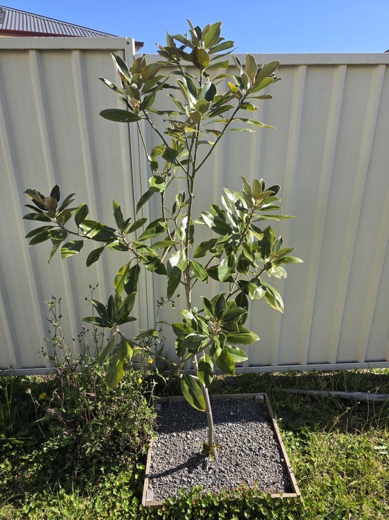 Some Trees Are Better Candidates For Spring Planting