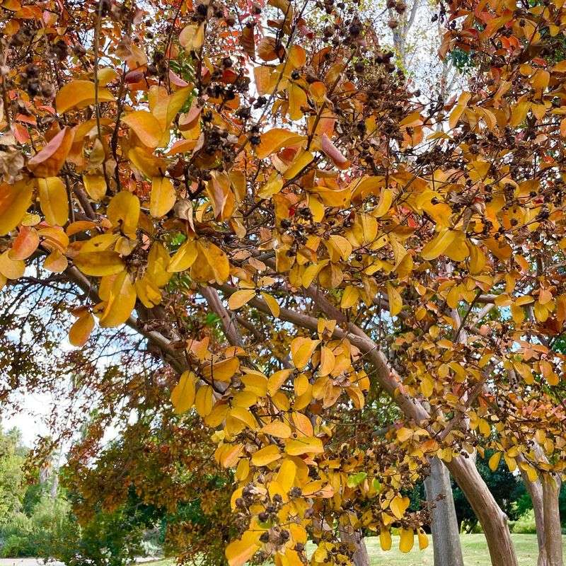 Some Trees Turn Golden Yellow