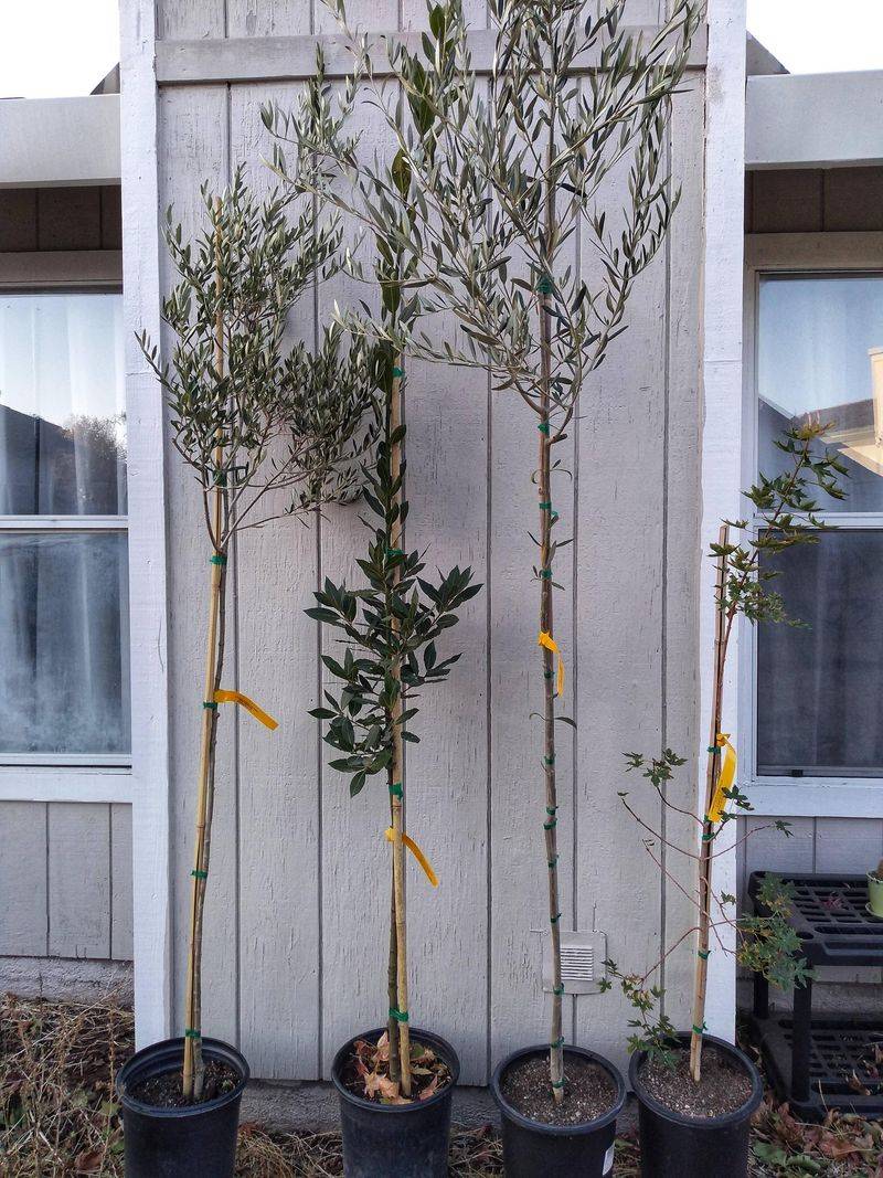 Some Utilities Will Help You Pick The Right Tree