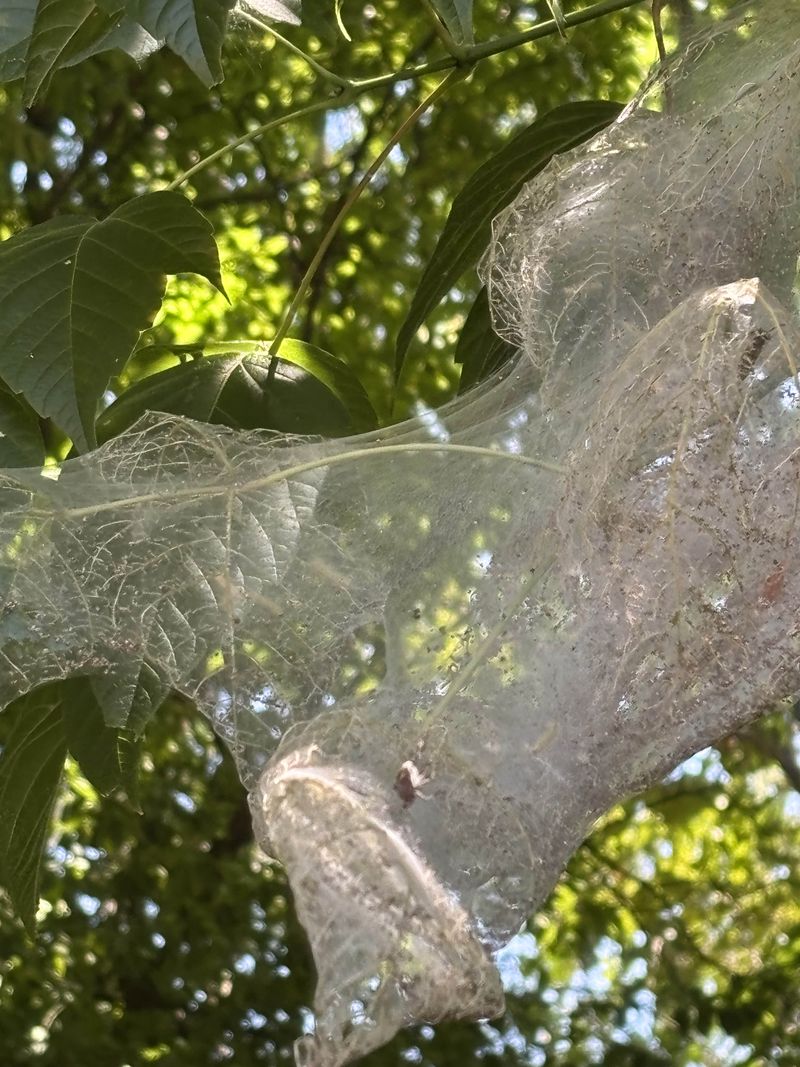 Some Webs Appear Overnight Some Webs Appear Overnight