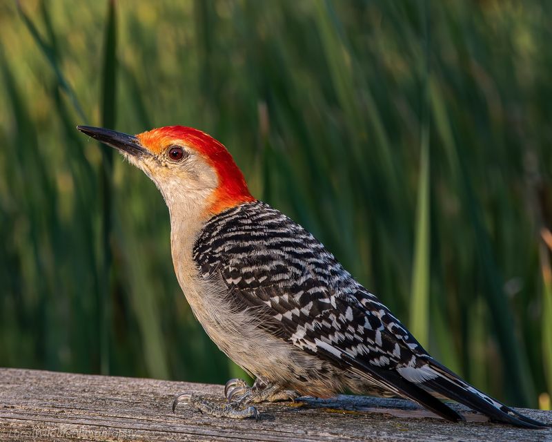 Some Woodpeckers Stay In The Same Areas All Year
