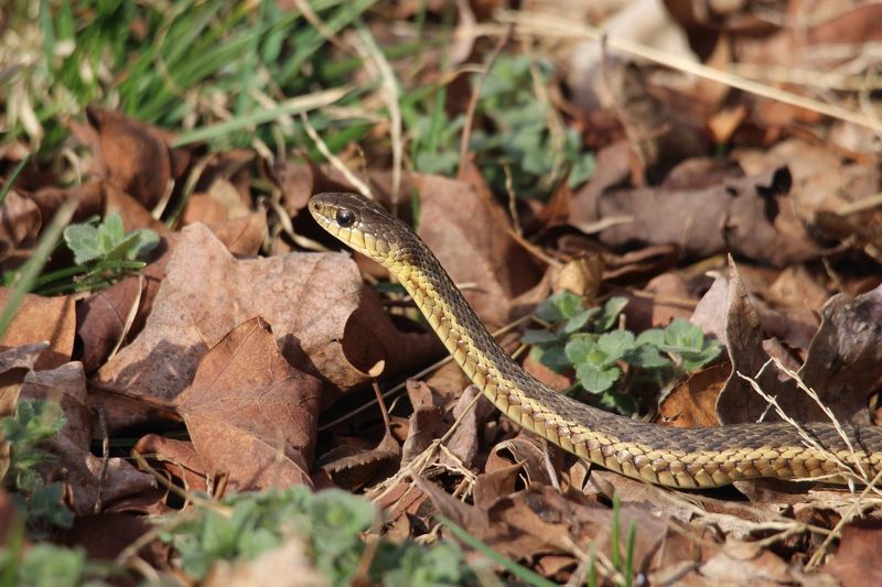Some Young Snakes Begin Appearing In Late Summer