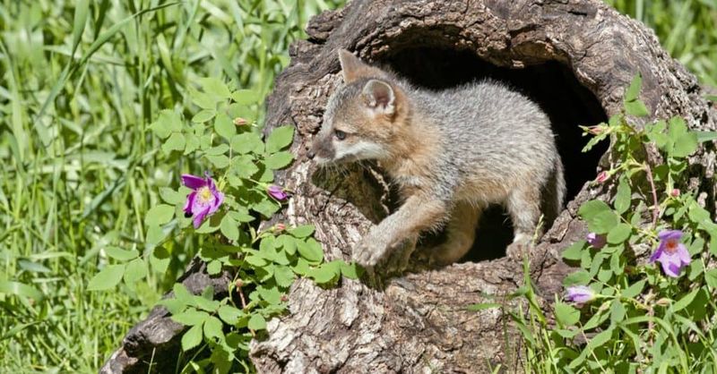 Something Around Your Yard May Have Caught Its Attention Something Around Your Yard May Have Caught Its Attention
