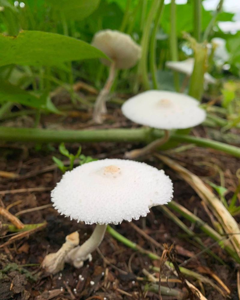 Something Organic Is Decomposing Underground Something Organic Is Decomposing Underground