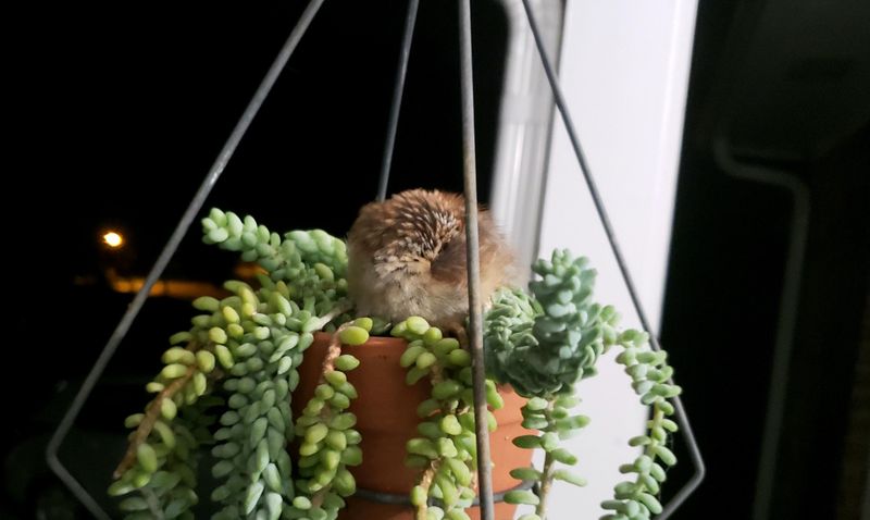 Sometimes The Wren Is Looking For Shelter Too Sometimes The Wren Is Looking For Shelter Too