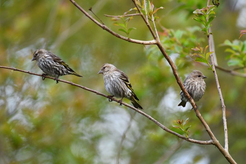 Songbird Species Filling Mountain Corridors