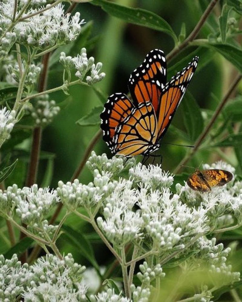 Songbirds And Other Wildlife Depend On It Too