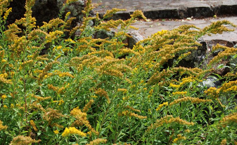 Songbirds Use The Habitat Around The Plant Songbirds Use The Habitat Around The Plant