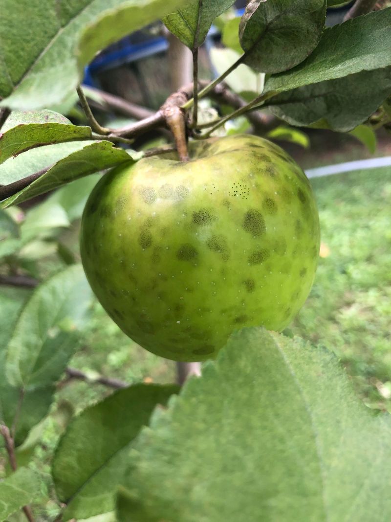 Sooty Blotch Is A Surface Issue, Not Internal Decay Sooty Blotch Is A Surface Issue, Not Internal Decay