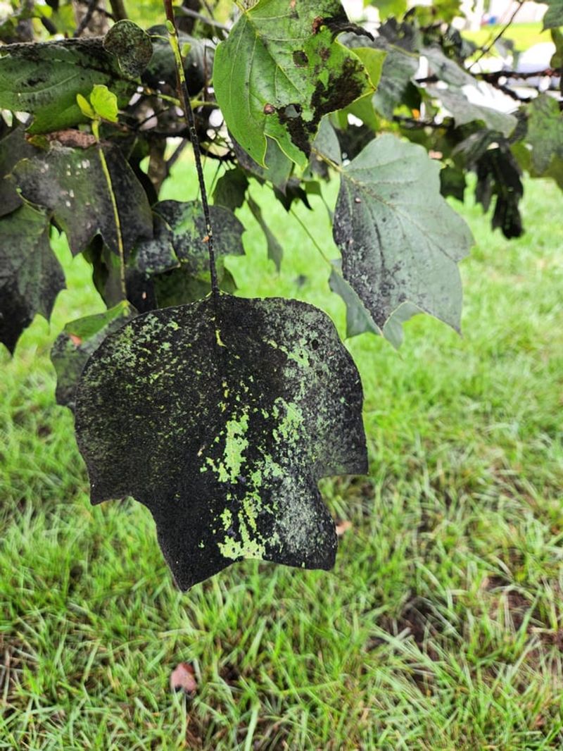 Sooty Mold Grows on the Residue