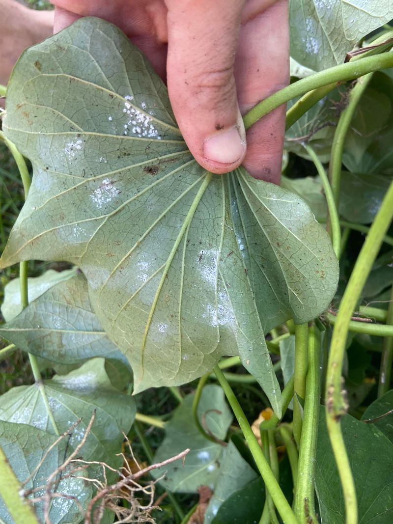 Sooty Mold Growth And Reduced Photosynthesis Sooty Mold Growth And Reduced Photosynthesis