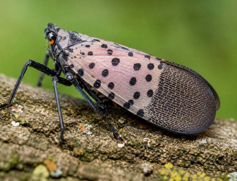 Sooty Mold Often Signals Its Presence First Sooty Mold Often Signals Its Presence First