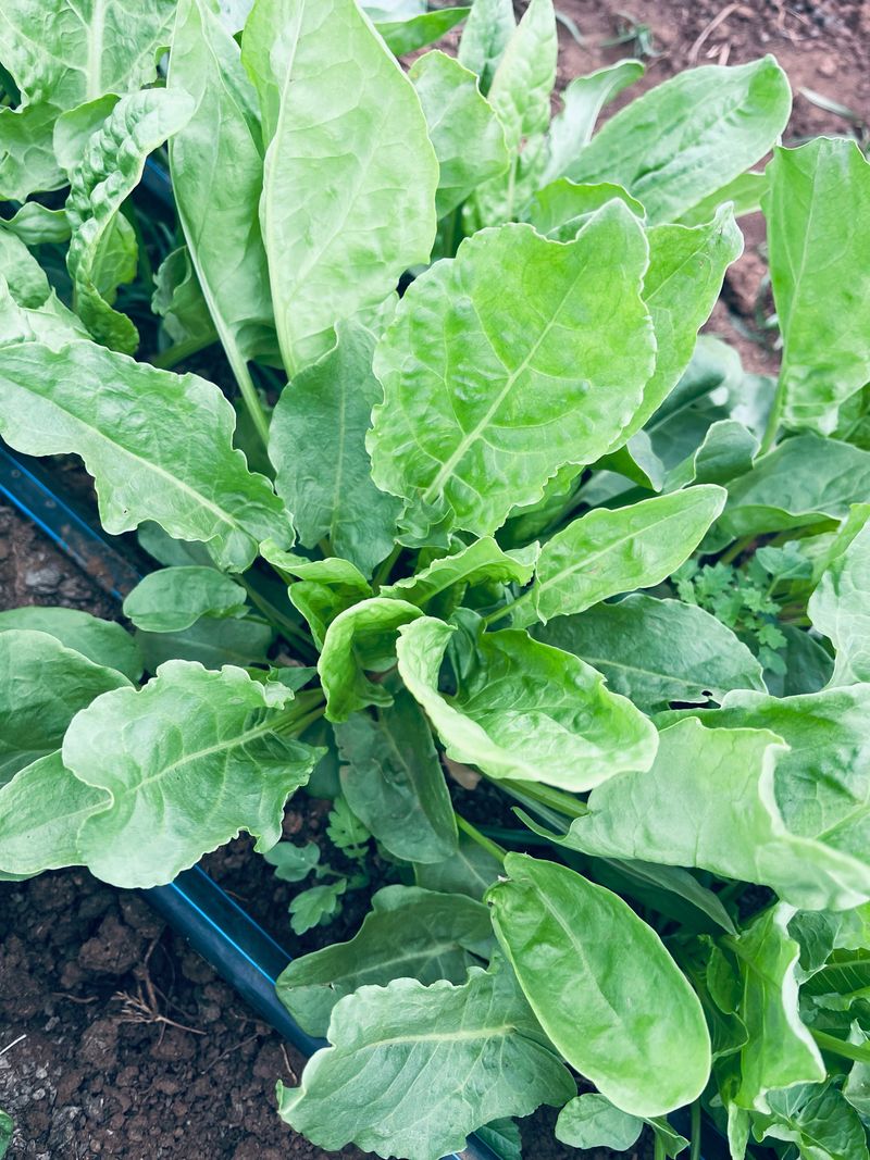 Sorrel Starts A Long Harvest Sorrel Starts A Long Harvest