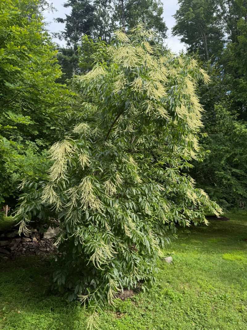 Sourwood (Oxydendrum Arboreum) Sourwood (Oxydendrum Arboreum)