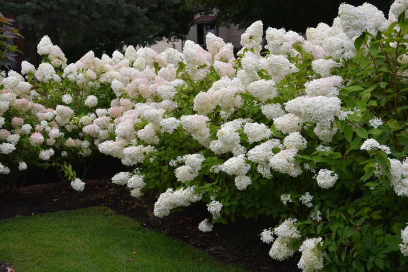 South Facing Beds Favor The More Sun Tolerant Types
