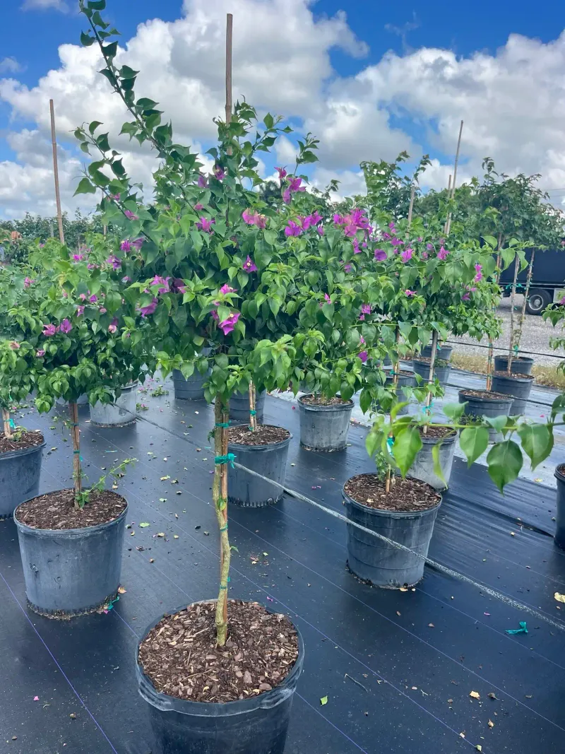 South Florida Gets More Growing Time But Not Different Biology South Florida Gets More Growing Time But Not Different Biology
