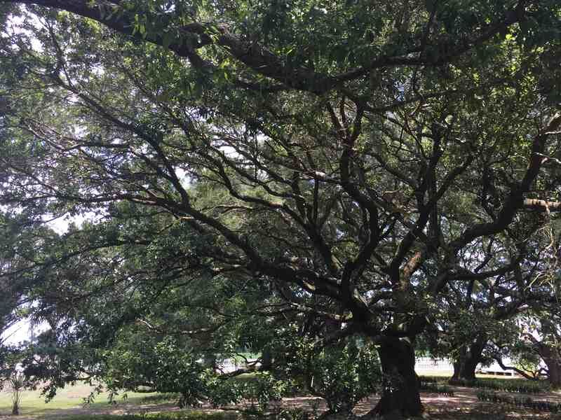 South Florida Needs A Warmer-Zone Tree For The Same Shade Job