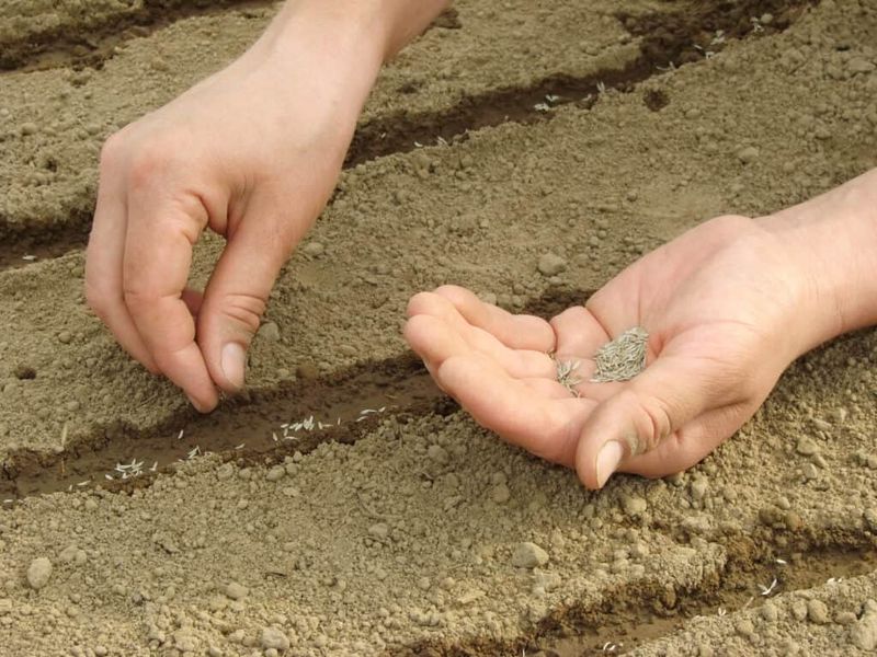 South Texas Can Sow From July Through February South Texas Can Sow From July Through February