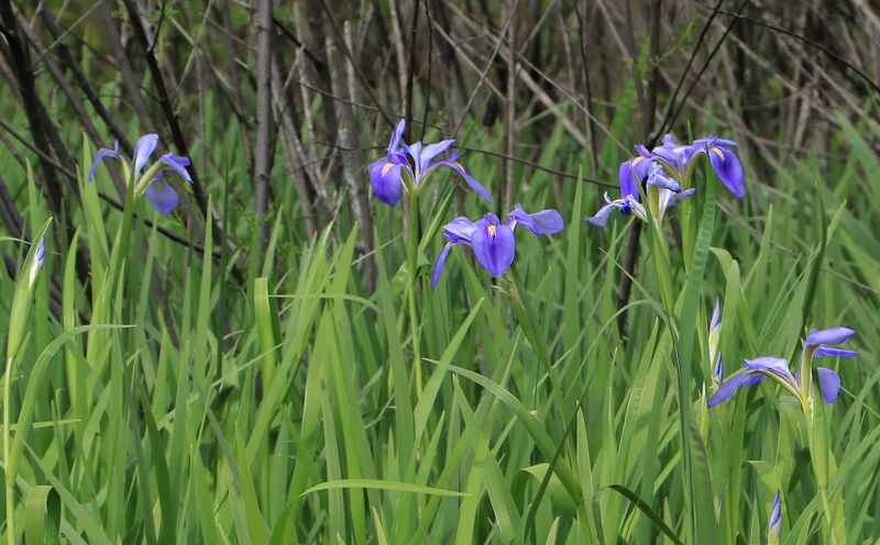 Southern Blue Flag Anchors Damp Soil