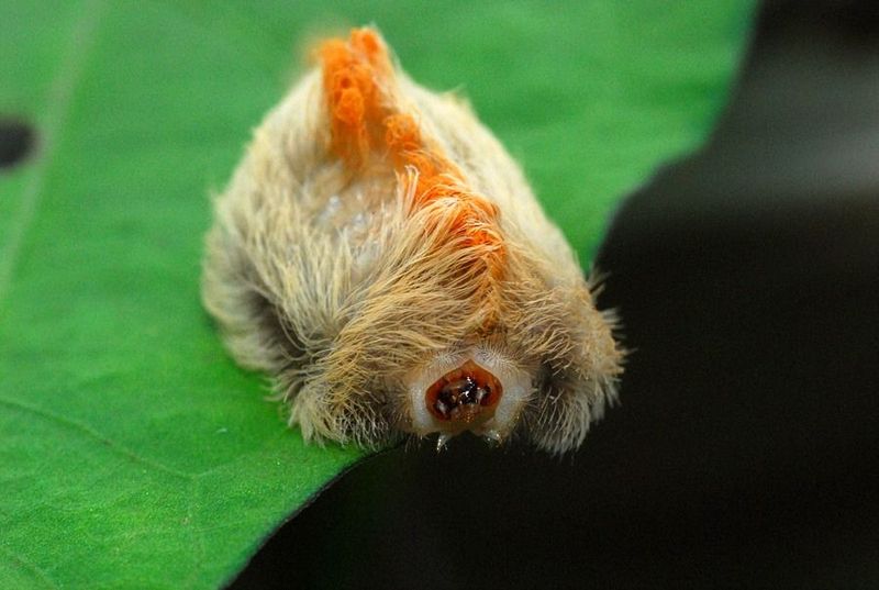 Southern Flannel Moth Caterpillars Carry Hidden Stinging Spines