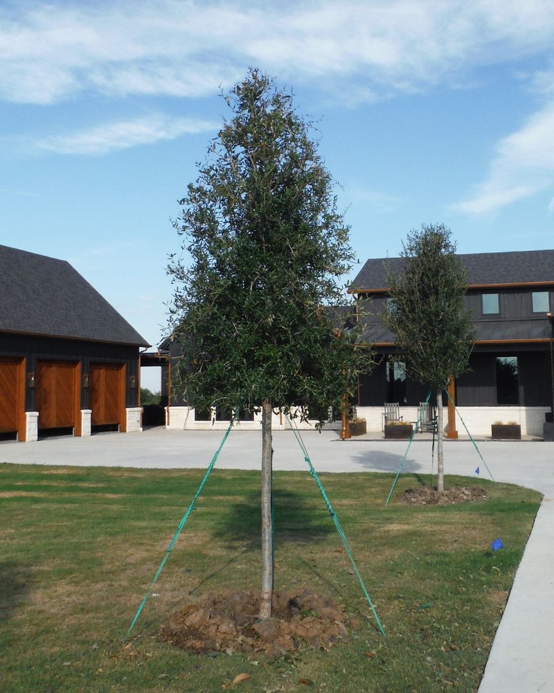 Southern Live Oak Gives The Same Grand Shade Southern Live Oak Gives The Same Grand Shade