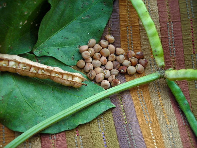 Southern Peas (Cowpeas) Southern Peas (Cowpeas)