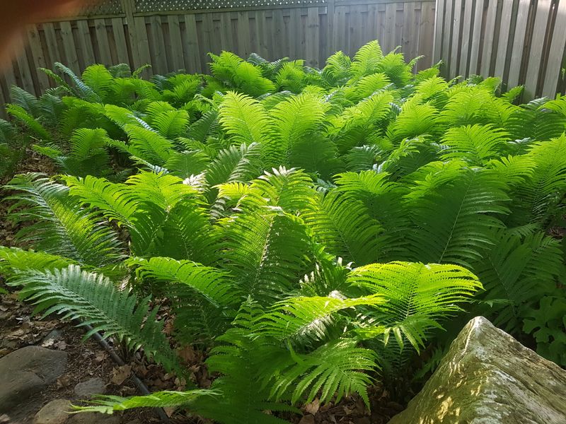 Southern Shield Fern Makes Dark Corners Harder To See Through