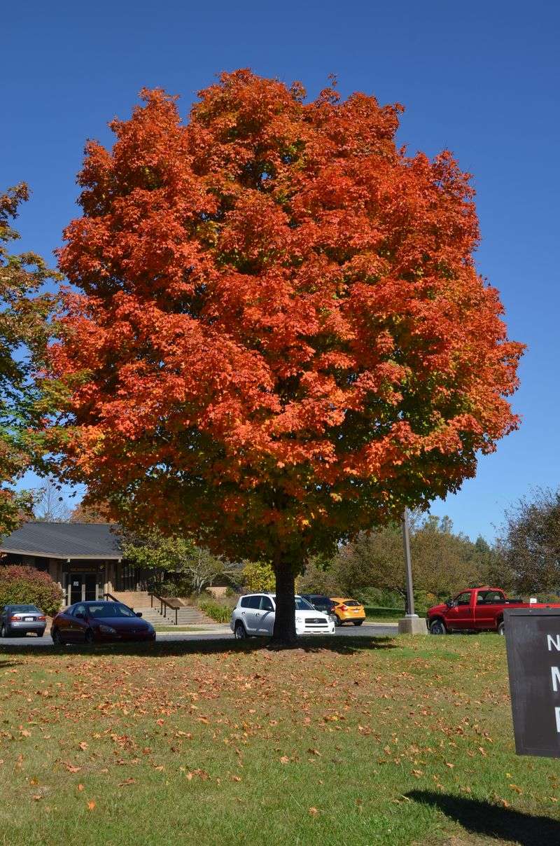 Southern Sugar Maple Handles Our Heat And Clay Southern Sugar Maple Handles Our Heat And Clay