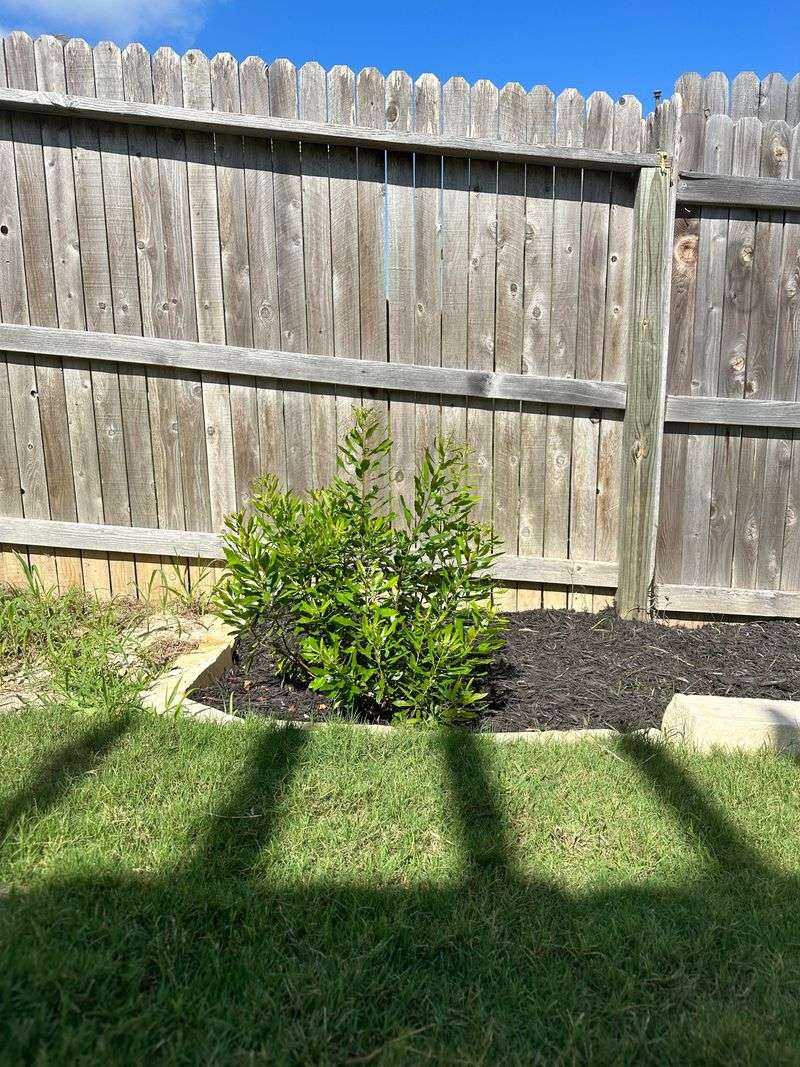 Southern Wax Myrtle Southern Wax Myrtle