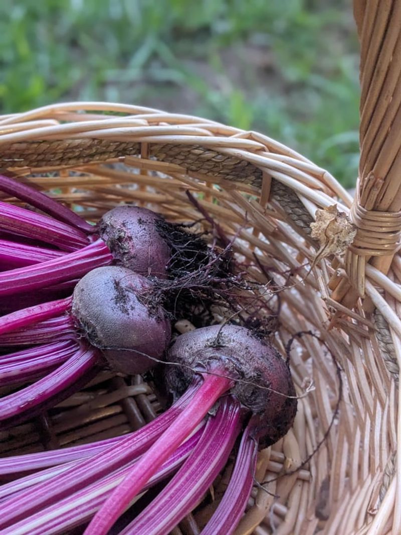Sow Beets For Sweet Fall Roots Sow Beets For Sweet Fall Roots