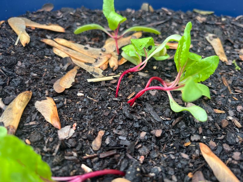 Sow Beets Starting This Weekend
